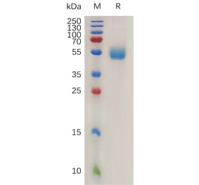 SDS-PAGE - Recombinant Mouse NKG2D Protein (Fc Tag) (A317470) - Antibodies.com