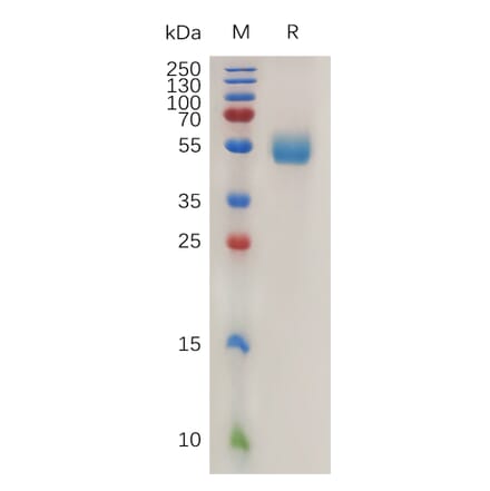 SDS-PAGE - Recombinant Mouse NKG2D Protein (Fc Tag) (A317470) - Antibodies.com