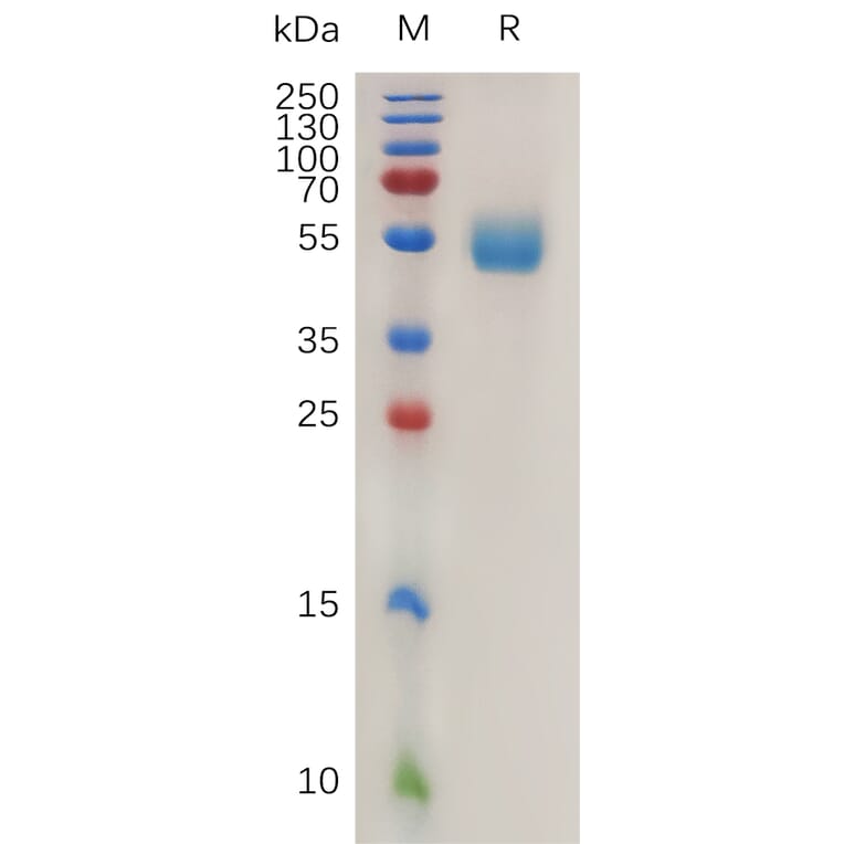 SDS-PAGE - Recombinant Mouse NKG2D Protein (Fc Tag) (A317470) - Antibodies.com