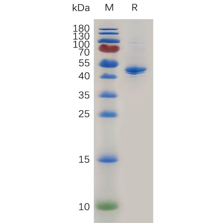 SDS-PAGE - Recombinant Mouse TRAP/CD40L Protein (Fc Tag) (A317472) - Antibodies.com