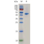 SDS-PAGE - Recombinant Mouse TRAP/CD40L Protein (Fc Tag) (A317472) - Antibodies.com
