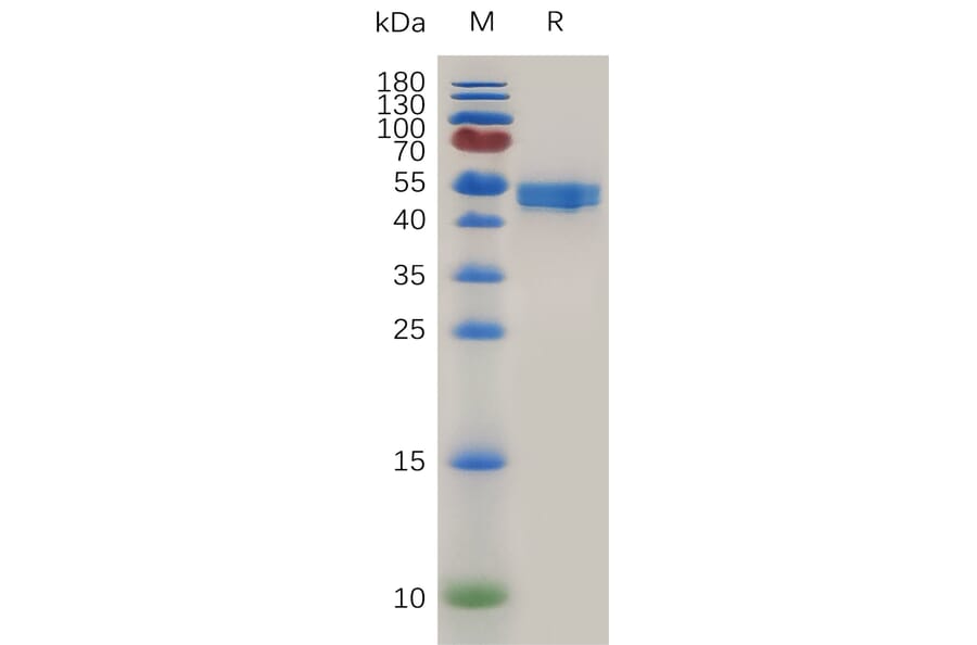 SDS-PAGE - Recombinant Mouse OX40L/TNFSF4 Protein (Fc Tag) (A317473) - Antibodies.com