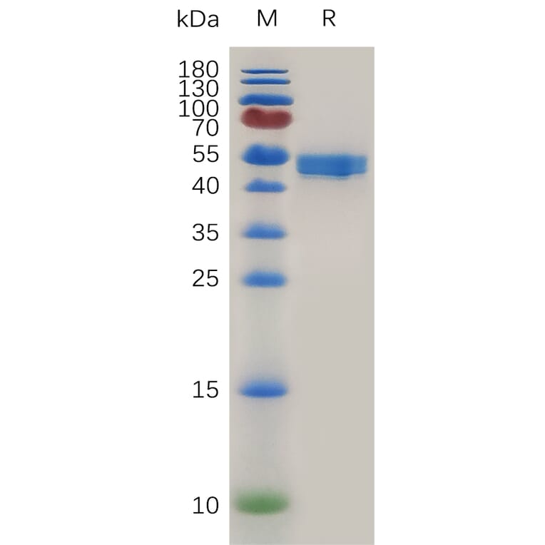 SDS-PAGE - Recombinant Mouse OX40L/TNFSF4 Protein (Fc Tag) (A317473) - Antibodies.com