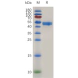 SDS-PAGE - Recombinant Mouse OX40L/TNFSF4 Protein (Fc Tag) (A317473) - Antibodies.com