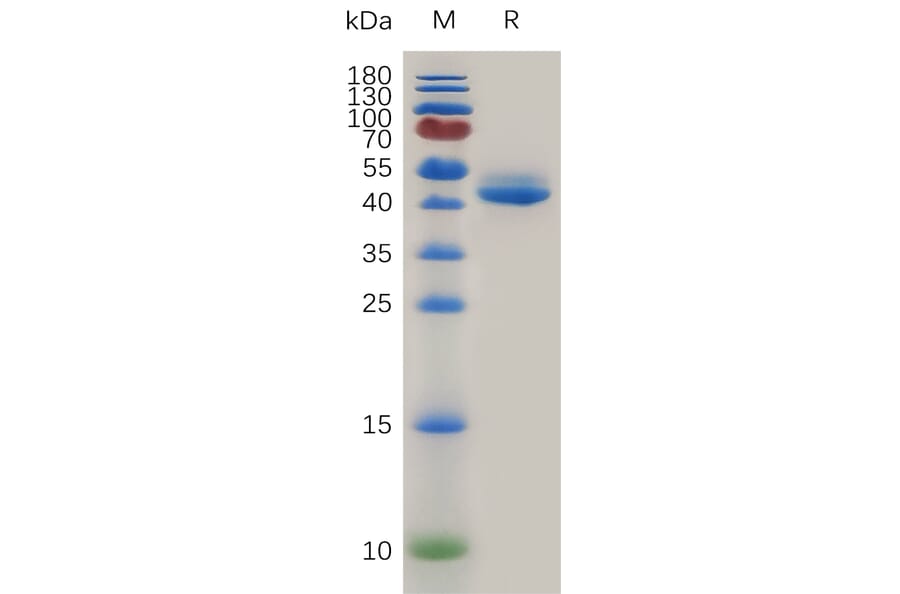 SDS-PAGE - Recombinant Mouse TNFSF18/GITRL Protein (Fc Tag) (A317474) - Antibodies.com