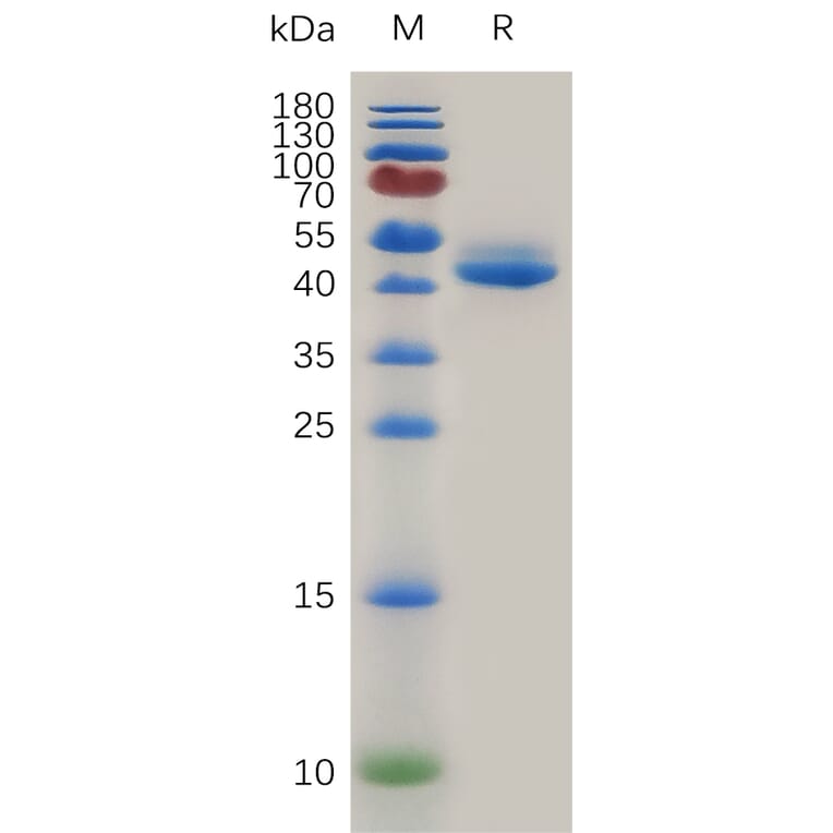 SDS-PAGE - Recombinant Mouse TNFSF18/GITRL Protein (Fc Tag) (A317474) - Antibodies.com