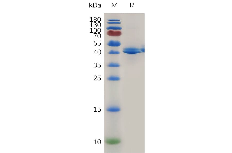 SDS-PAGE - Recombinant Mouse TACI Protein (Fc Tag) (A317475) - Antibodies.com