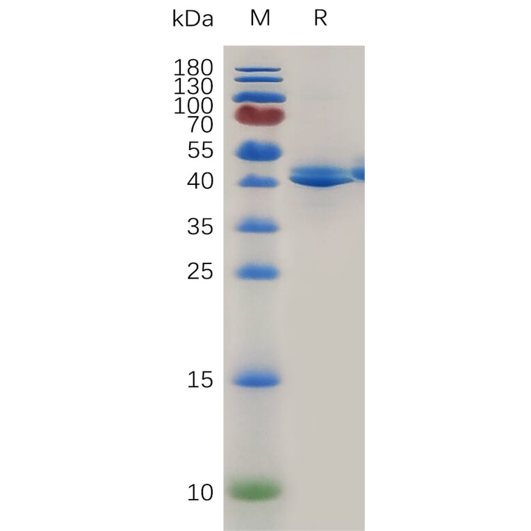 SDS-PAGE - Recombinant Mouse TACI Protein (Fc Tag) (A317475) - Antibodies.com