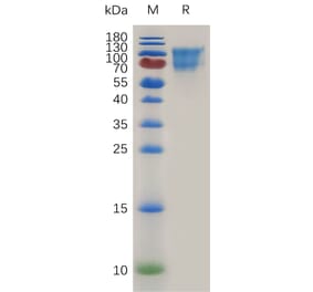 SDS-PAGE - Recombinant Mouse CD34 Protein (Fc Tag) (A317476) - Antibodies.com