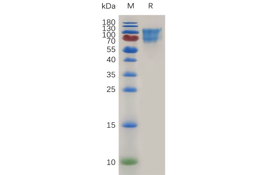 SDS-PAGE - Recombinant Mouse CD34 Protein (Fc Tag) (A317476) - Antibodies.com