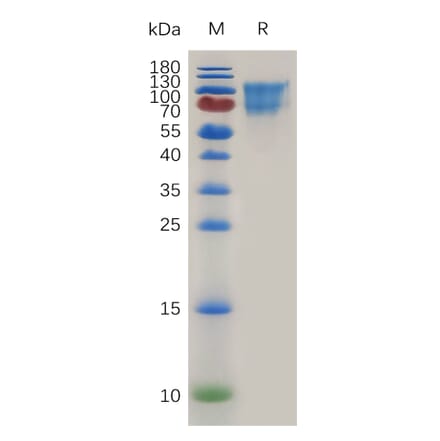 SDS-PAGE - Recombinant Mouse CD34 Protein (Fc Tag) (A317476) - Antibodies.com