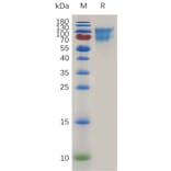 SDS-PAGE - Recombinant Mouse CD34 Protein (Fc Tag) (A317476) - Antibodies.com