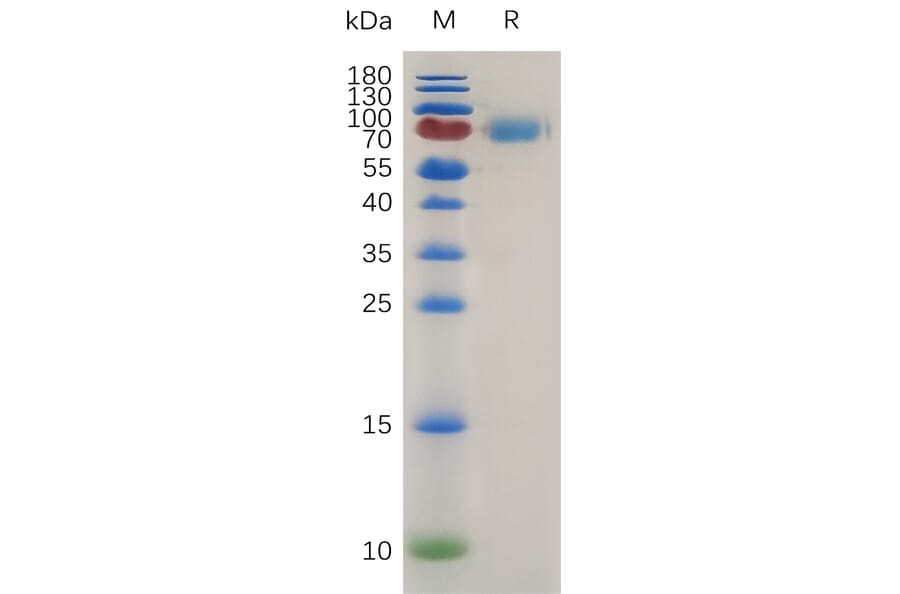 SDS-PAGE - Recombinant Mouse IL-2 Receptor alpha Protein (Fc Tag) (A317477) - Antibodies.com