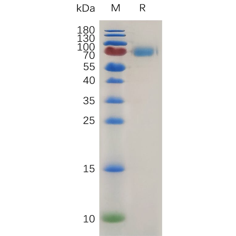 SDS-PAGE - Recombinant Mouse IL-2 Receptor alpha Protein (Fc Tag) (A317477) - Antibodies.com