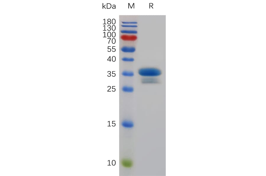 SDS-PAGE - Recombinant Mouse TWEAKR/FN14 Protein (Fc Tag) (A317481) - Antibodies.com