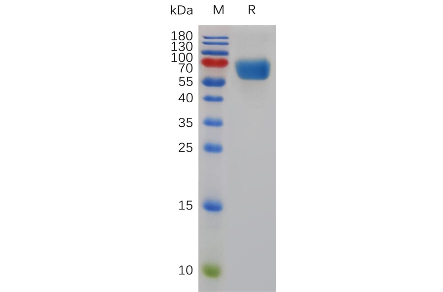 SDS-PAGE - Recombinant Mouse SLAM/CD150 Protein (Fc Tag) (A317482) - Antibodies.com