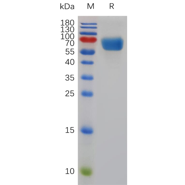 SDS-PAGE - Recombinant Mouse SLAM/CD150 Protein (Fc Tag) (A317482) - Antibodies.com