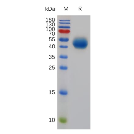 SDS-PAGE - Recombinant Mouse DR5 Protein (Fc Tag) (A317483) - Antibodies.com
