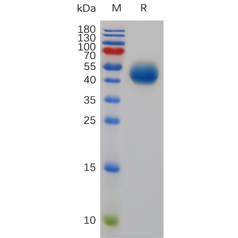 SDS-PAGE - Recombinant Mouse DR5 Protein (Fc Tag) (A317483) - Antibodies.com