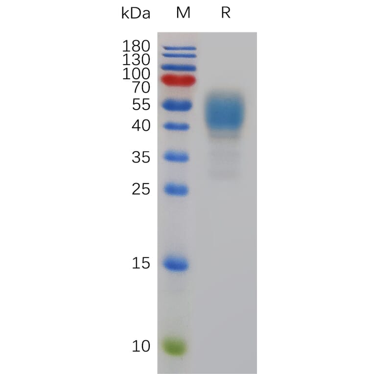 SDS-PAGE - Recombinant Mouse Cannabinoid Receptor I Protein (Fc Tag) (A317485) - Antibodies.com