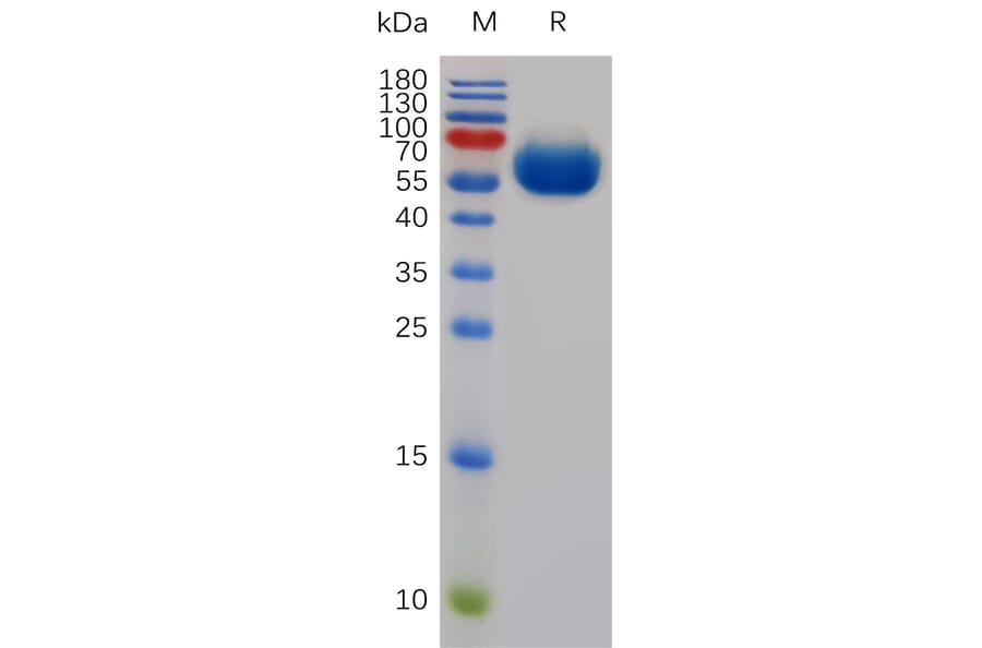 SDS-PAGE - Recombinant Mouse CD200/OX2 Protein (Fc Tag) (A317486) - Antibodies.com