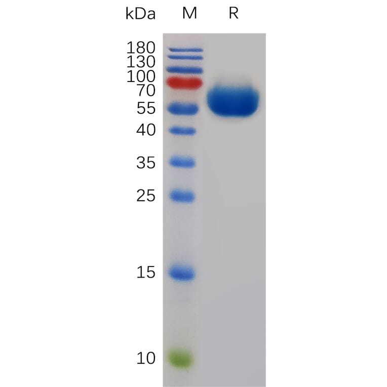 SDS-PAGE - Recombinant Mouse CD200/OX2 Protein (Fc Tag) (A317486) - Antibodies.com