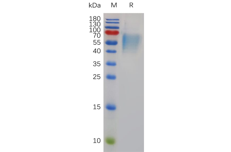 SDS-PAGE - Recombinant Mouse IL-17RA Receptor Protein (6×His Tag) (A317488) - Antibodies.com