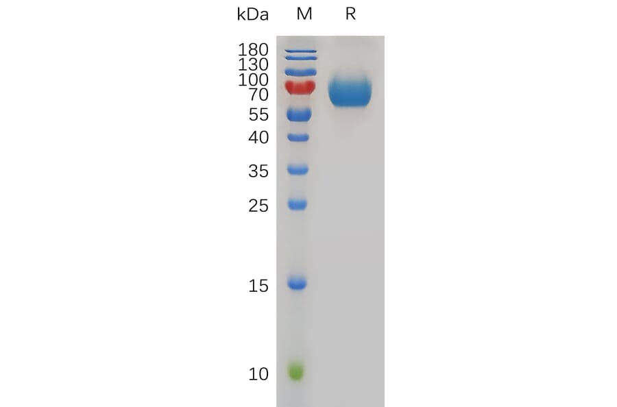 SDS-PAGE - Recombinant Mouse CD48 Protein (Fc Tag) (A317491) - Antibodies.com