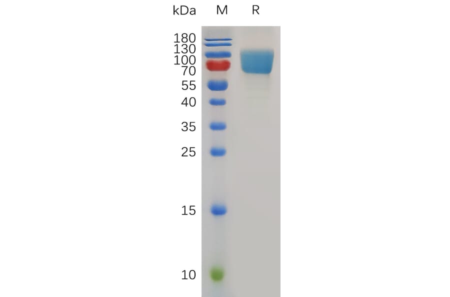 SDS-PAGE - Recombinant Mouse ICOS Ligand/ICOSL Protein (Fc Tag) (A317493) - Antibodies.com