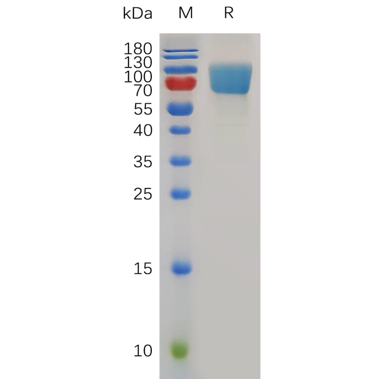 SDS-PAGE - Recombinant Mouse ICOS Ligand/ICOSL Protein (Fc Tag) (A317493) - Antibodies.com