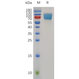 SDS-PAGE - Recombinant Mouse ICOS Ligand/ICOSL Protein (Fc Tag) (A317493) - Antibodies.com