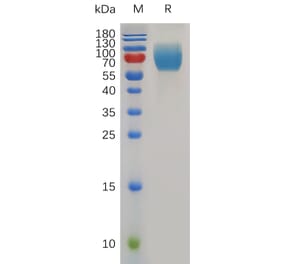 SDS-PAGE - Recombinant Mouse CD86 Protein (Fc Tag) (A317494) - Antibodies.com