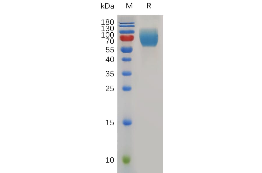 SDS-PAGE - Recombinant Mouse CD86 Protein (Fc Tag) (A317494) - Antibodies.com