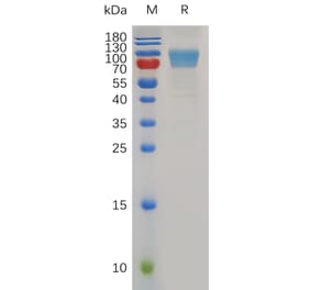 SDS-PAGE - Recombinant Mouse CD80 Protein (Fc Tag) (A317496) - Antibodies.com