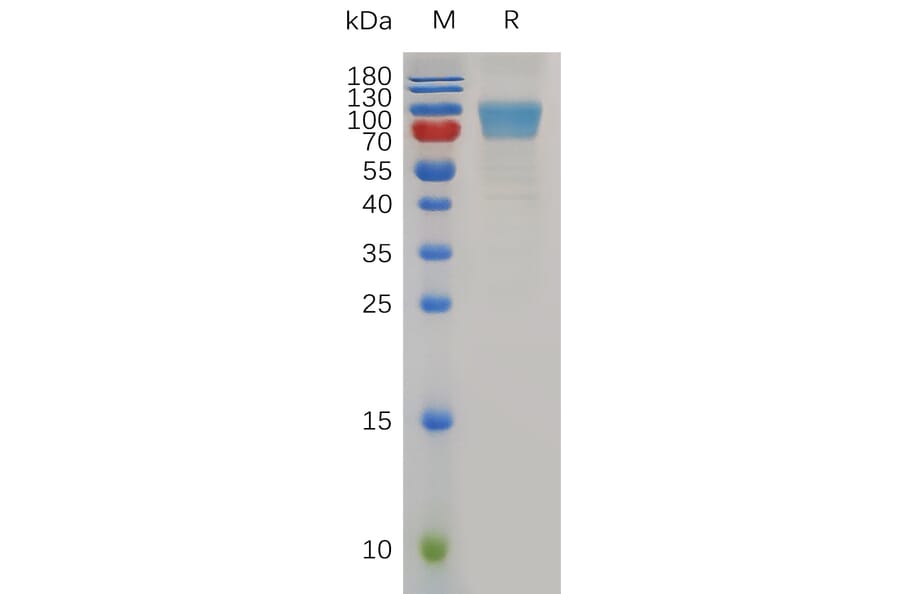 SDS-PAGE - Recombinant Mouse CD80 Protein (Fc Tag) (A317496) - Antibodies.com