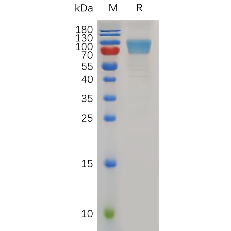 SDS-PAGE - Recombinant Mouse CD80 Protein (Fc Tag) (A317496) - Antibodies.com