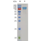 SDS-PAGE - Recombinant Mouse CD80 Protein (Fc Tag) (A317496) - Antibodies.com