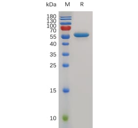 SDS-PAGE - Recombinant Mouse CD40 Protein (Fc Tag) (A317498) - Antibodies.com