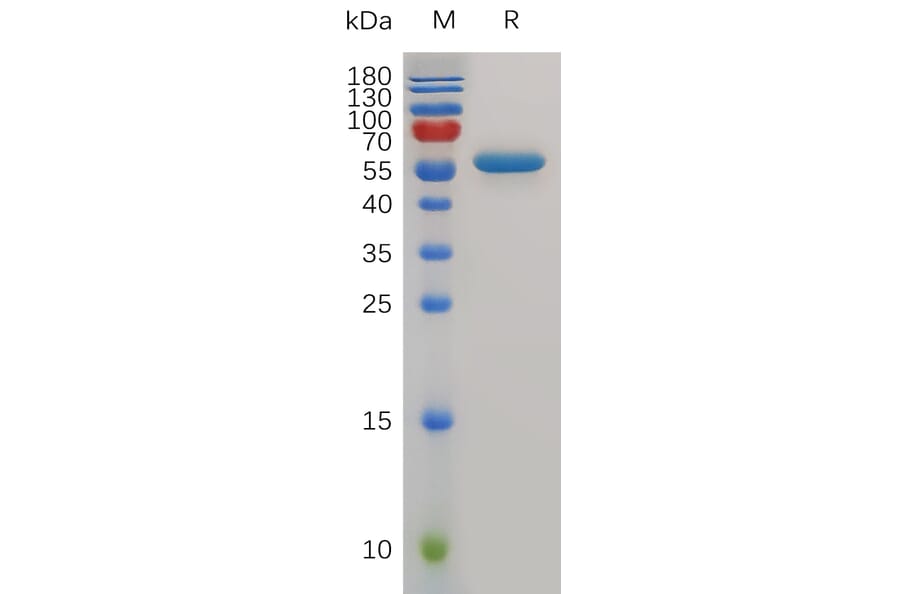 SDS-PAGE - Recombinant Mouse CD40 Protein (Fc Tag) (A317498) - Antibodies.com