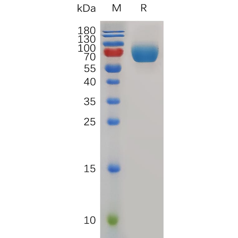 SDS-PAGE - Recombinant Mouse CD226 Protein (Fc Tag) (A317499) - Antibodies.com