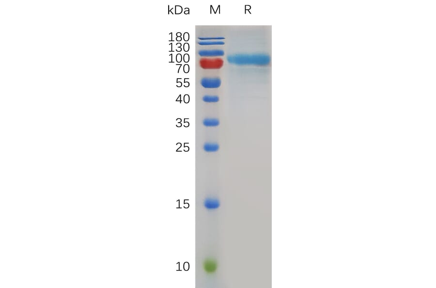 SDS-PAGE - Recombinant Mouse Quiescin Q6 Protein (6×His Tag) (A317501) - Antibodies.com