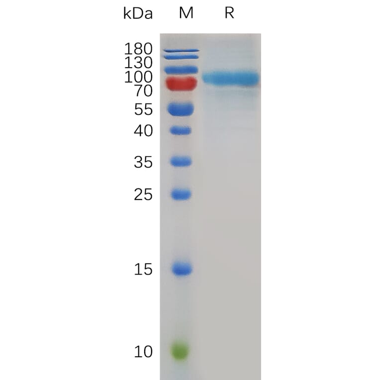 SDS-PAGE - Recombinant Mouse Quiescin Q6 Protein (6×His Tag) (A317501) - Antibodies.com