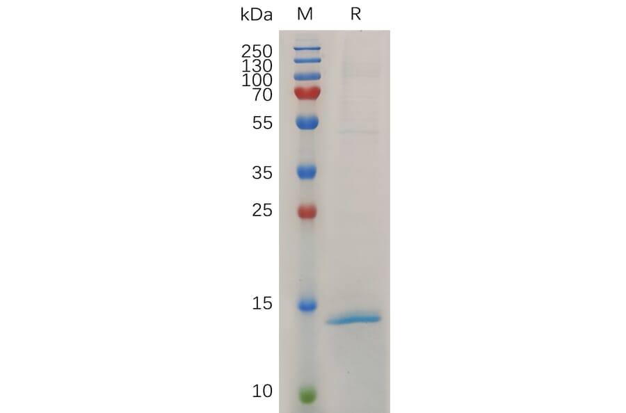 SDS-PAGE - Recombinant Mouse RNASE4 Protein (6×His Tag) (A317508) - Antibodies.com