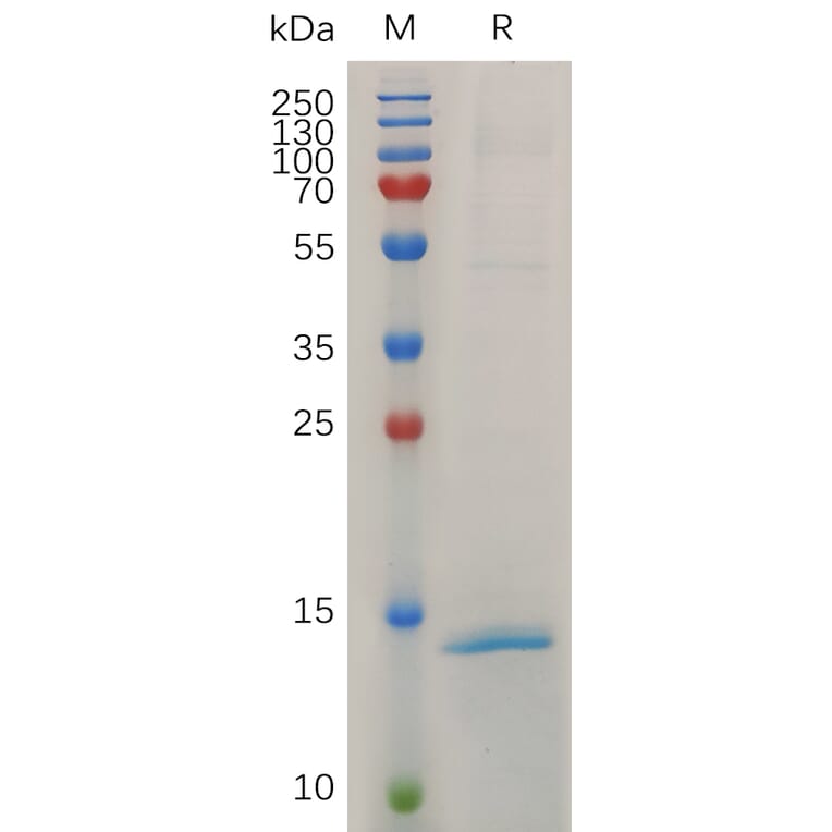 SDS-PAGE - Recombinant Mouse RNASE4 Protein (6×His Tag) (A317508) - Antibodies.com