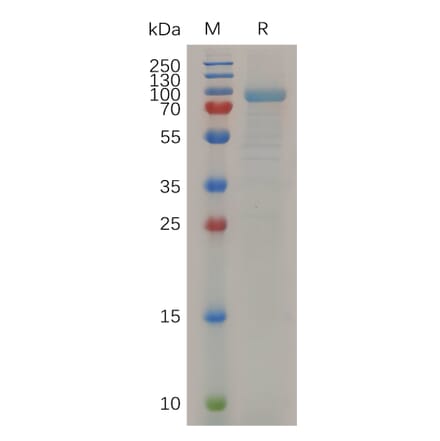 SDS-PAGE - Recombinant Mouse MMP13 Protein (Fc Tag) (A317510) - Antibodies.com