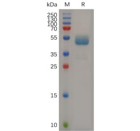 SDS-PAGE - Recombinant Mouse CD7 Protein (Fc Tag) (A317511) - Antibodies.com
