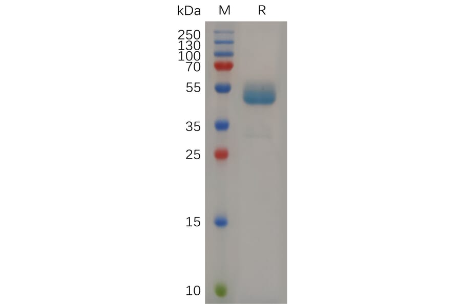 SDS-PAGE - Recombinant Mouse CD7 Protein (Fc Tag) (A317511) - Antibodies.com