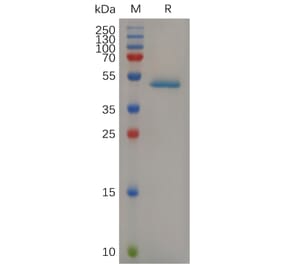 SDS-PAGE - Recombinant Mouse PGRPS Protein (Fc Tag) (A317512) - Antibodies.com
