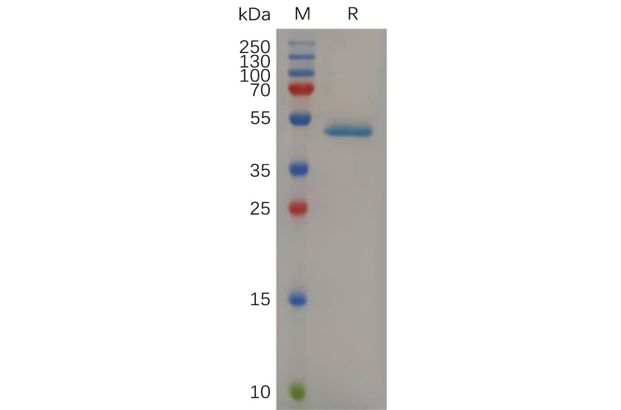 SDS-PAGE - Recombinant Mouse PGRPS Protein (Fc Tag) (A317512) - Antibodies.com