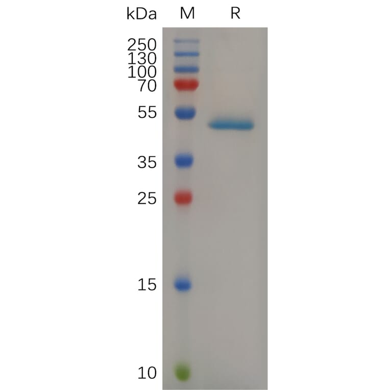 SDS-PAGE - Recombinant Mouse PGRPS Protein (Fc Tag) (A317512) - Antibodies.com